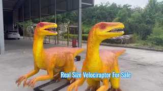 Velociraptor